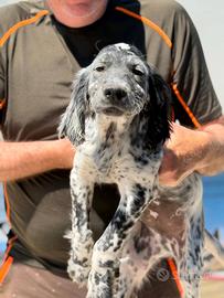 Cucciolo di Setter Inglese con Pedigree ENCI