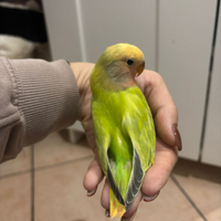 Inseparabile allevato a mano