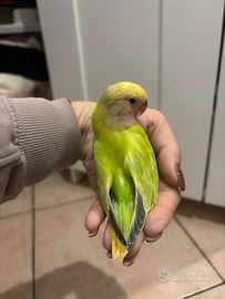 Inseparabile allevato a mano