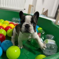 Bulldog francese