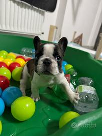 Bulldog francese