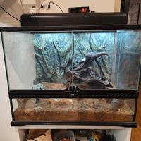 Terrario Exo Terra 60x45x45 con geco incluso