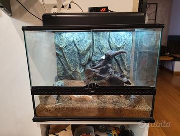 Terrario Exo Terra 60x45x45 con geco incluso