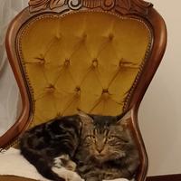 Monta gatto Maine coon