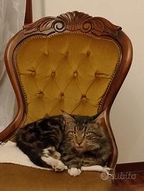 Monta gatto Maine coon