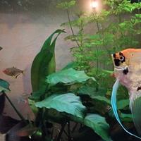 Pesce scalare maschio di 1 anno