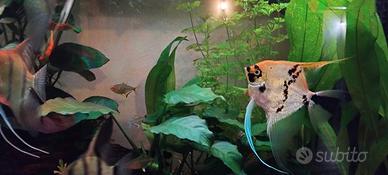 Pesce scalare maschio di 1 anno