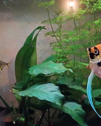 Pesce scalare maschio di 1 anno