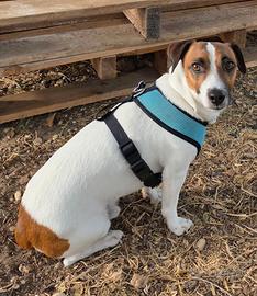 Jack russell terrier - Accoppiamento