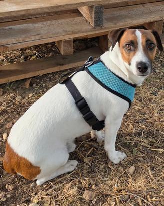 Jack russell terrier - Accoppiamento