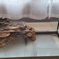 Acquario per tartarughe