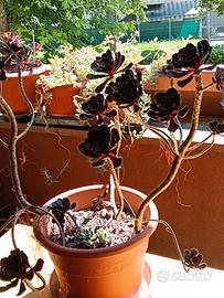 pianta aeonium canariense