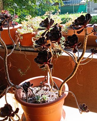 pianta aeonium canariense