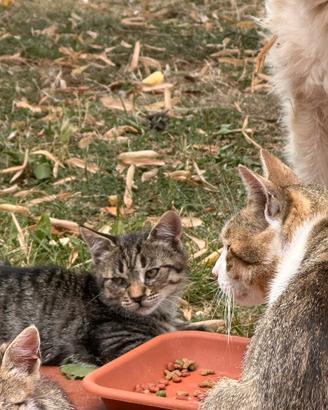 Cucciolo di gatto