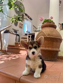Cuccioli di Corgi