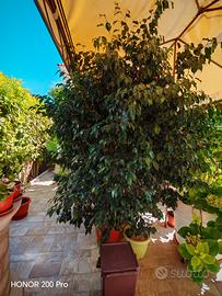 ficus benjamin 