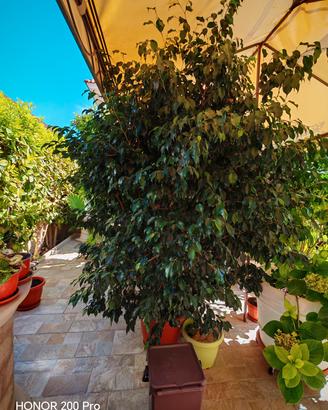 ficus benjamin 