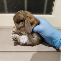 Coniglio nano ariete