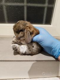 Coniglio nano ariete