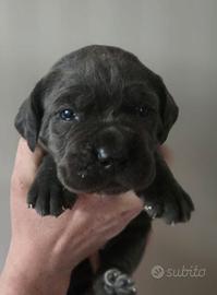 Cuccioli cane corso