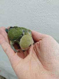 Pappagalli