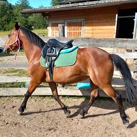 Doppio pony