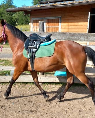 Doppio pony