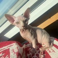 Canadian Sphynx maschio