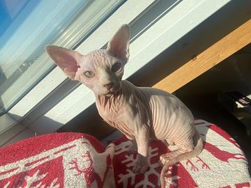 Canadian Sphynx maschio