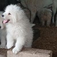 Cucciola di pastore Maremmano