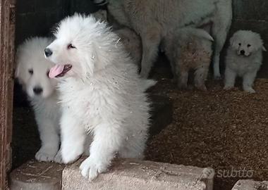 Cucciola di pastore Maremmano
