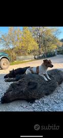Jack russell terrier per monta