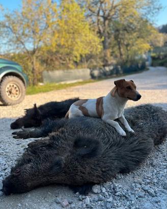 Jack russell terrier per monta
