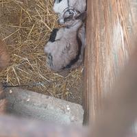 Capretta femmina camoscio x saneen