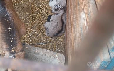 Capretta femmina camoscio x saneen