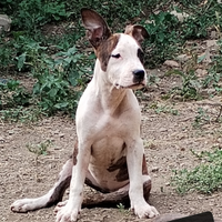 Cuccioloni Amstaff