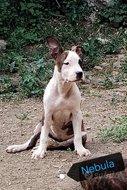 Cuccioloni Amstaff