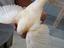 Immagine 4
