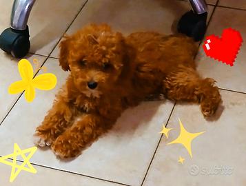 Cuccioli barboncino toy/nano red/neri italiani