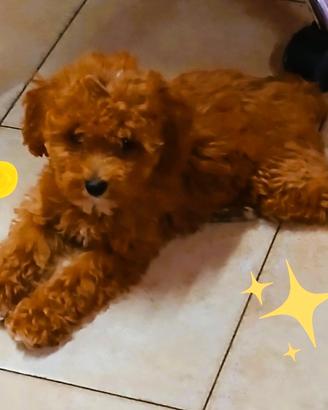 Cuccioli barboncino toy/nano red/neri italiani