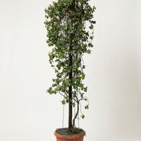 Gelsomino (Rincospermo) Alto 3m+