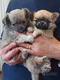 Chihuaua cuccioli con pedigree