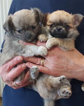 Chihuaua cuccioli con pedigree