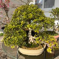 Azalea bonsai japonica
