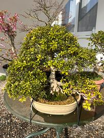Azalea bonsai japonica