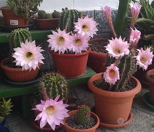 Echinopsis Oxygona cactus a fiore rosa