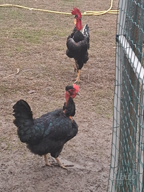 Uova di collo nudo italiano e Cucca veneta