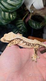 Geco Ciliatus 0.1