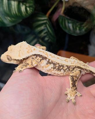 Geco Ciliatus 0.1