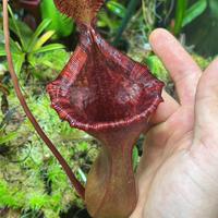 Piante carnivore in blocco